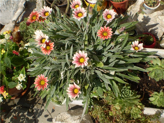 gazanija